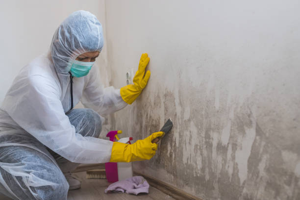 Professional Mold Removal in Preston Heights, IL