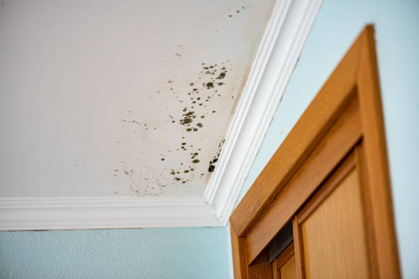 Best Crawl Space Mold Removal  in Preston Heights, IL