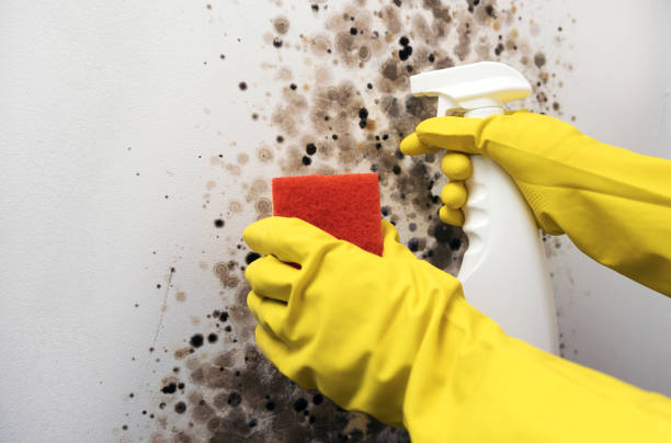 Best Mold Cleaning Services  in Preston Heights, IL