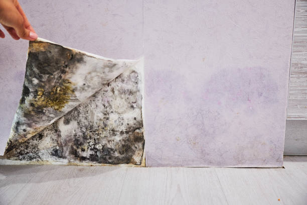 Certified Mold Removal in Preston Heights, IL